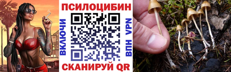 Купить закладки  Козловка  Псилоцибиновые грибы Psilocybe 